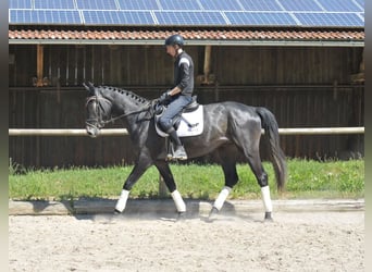 Inne konie gorącokrwiste, Wałach, 3 lat, 168 cm, Siwa