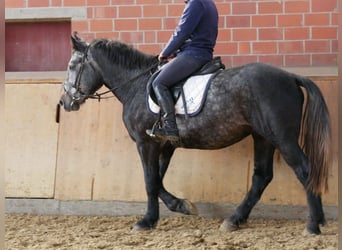 Inne konie gorącokrwiste, Wałach, 4 lat, 154 cm