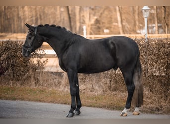 Inne konie gorącokrwiste, Wałach, 4 lat, 164 cm, Karosiwa