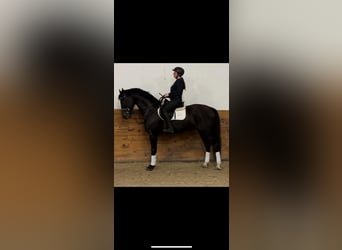 Inne konie gorącokrwiste, Wałach, 4 lat, 168 cm, Ciemnogniada