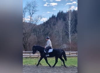 Inne konie gorącokrwiste, Wałach, 4 lat, 170 cm, Kara