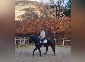 Inne konie gorącokrwiste, Wałach, 4 lat, 170 cm, Kara