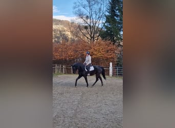 Inne konie gorącokrwiste, Wałach, 4 lat, 170 cm, Kara