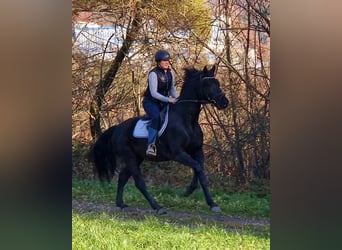 Inne konie gorącokrwiste, Wałach, 4 lat, 170 cm, Kara