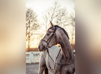 Inne konie gorącokrwiste, Wałach, 4 lat, 170 cm, Siwa