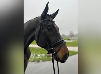 Inne konie gorącokrwiste, Wałach, 4 lat, Gniada