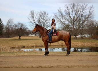 Inne konie gorącokrwiste, Wałach, 4 lat, Gniadodereszowata