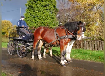 Inne konie gorącokrwiste, Wałach, 5 lat, 157 cm