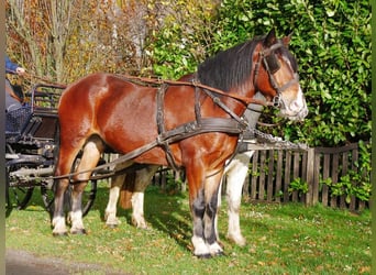 Inne konie gorącokrwiste, Wałach, 5 lat, 157 cm