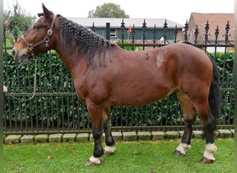 Inne konie gorącokrwiste, Wałach, 5 lat, 157 cm