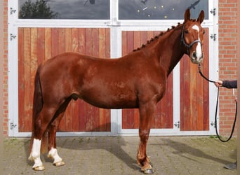 Inne konie gorącokrwiste, Wałach, 5 lat, 158 cm, Kasztanowata