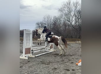 Inne konie gorącokrwiste Mix, Wałach, 5 lat, 163 cm, Srokata