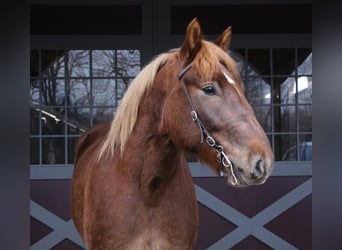 Inne konie gorącokrwiste, Wałach, 5 lat, 165 cm, Ciemnokasztanowata