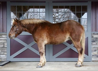 Inne konie gorącokrwiste, Wałach, 5 lat, 165 cm, Ciemnokasztanowata