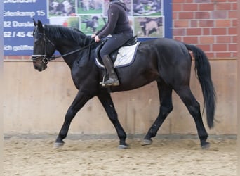 Inne konie gorącokrwiste, Wałach, 5 lat, 167 cm, Skarogniada