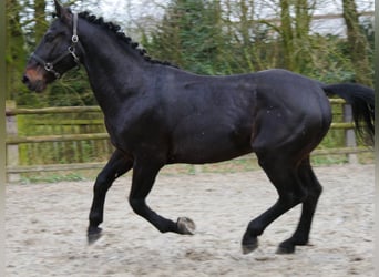 Inne konie gorącokrwiste, Wałach, 5 lat, 167 cm, Skarogniada