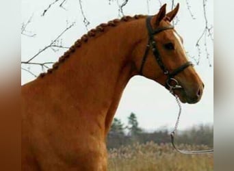 Inne konie gorącokrwiste, Wałach, 5 lat, 172 cm, Ciemnokasztanowata