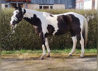 Inne konie gorącokrwiste Mix, Wałach, 6 lat, 152 cm, Tobiano wszelkich maści
