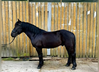 Inne konie gorącokrwiste Mix, Wałach, 6 lat, 155 cm, Kara