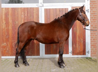 Inne konie gorącokrwiste, Wałach, 6 lat, 155 cm