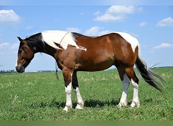 Inne konie gorącokrwiste, Wałach, 6 lat, 157 cm, Tobiano wszelkich maści
