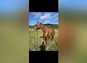 Inne konie gorącokrwiste, Wałach, 6 lat, 159 cm, Kasztanowata