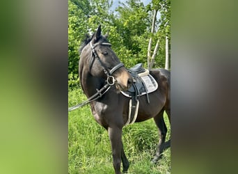 Inne konie gorącokrwiste, Wałach, 6 lat, 163 cm, Ciemnogniada