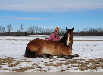 Inne konie gorącokrwiste, Wałach, 6 lat, 163 cm, Gniada