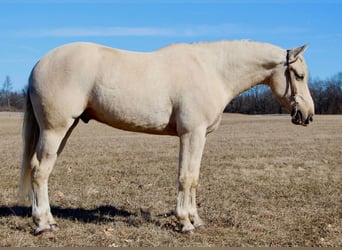 Inne konie gorącokrwiste, Wałach, 6 lat, 163 cm, Izabelowata