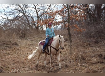 Inne konie gorącokrwiste, Wałach, 6 lat, 163 cm, Izabelowata