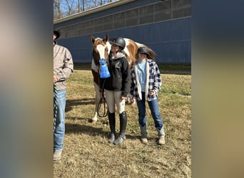 Inne konie gorącokrwiste Mix, Wałach, 6 lat, 163 cm, Srokata