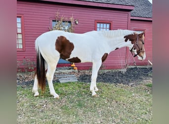 Inne konie gorącokrwiste Mix, Wałach, 6 lat, 163 cm, Srokata