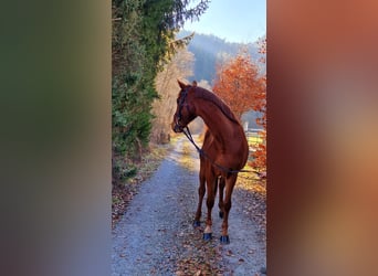 Inne konie gorącokrwiste, Wałach, 6 lat, 165 cm, Kasztanowata