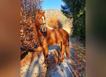 Inne konie gorącokrwiste, Wałach, 6 lat, 165 cm, Kasztanowata