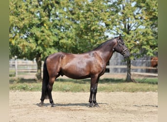 Inne konie gorącokrwiste, Wałach, 6 lat, 166 cm, Ciemnogniada