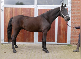 Inne konie gorącokrwiste, Wałach, 6 lat, 166 cm