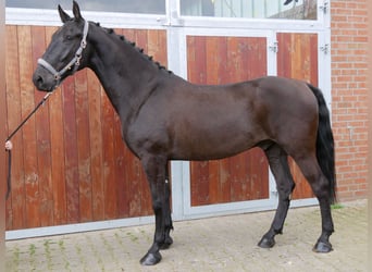 Inne konie gorącokrwiste, Wałach, 6 lat, 166 cm