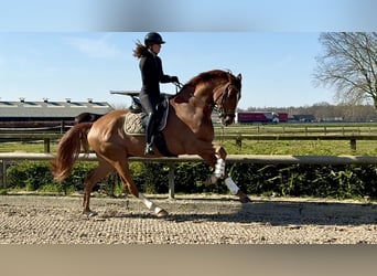 Inne konie gorącokrwiste, Wałach, 6 lat, 170 cm, Ciemnokasztanowata