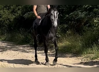 Inne konie gorącokrwiste, Wałach, 7 lat, 159 cm, Siwa