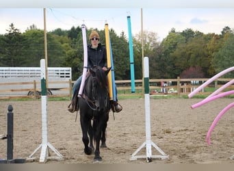 Inne konie gorącokrwiste, Wałach, 7 lat, 163 cm, Kara