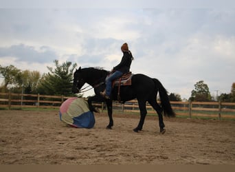 Inne konie gorącokrwiste, Wałach, 7 lat, 163 cm, Kara