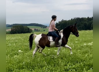 Inne konie gorącokrwiste, Wałach, 7 lat, 164 cm, Srokata