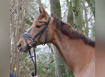 Inne konie gorącokrwiste, Wałach, 7 lat, 165 cm, Ciemnogniada