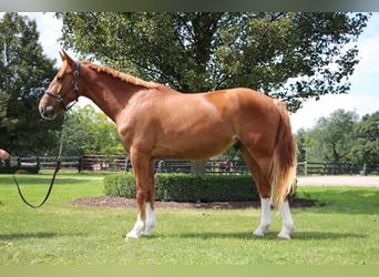 Inne konie gorącokrwiste, Wałach, 7 lat, 168 cm, Ciemnokasztanowata