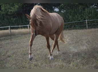 Inne konie gorącokrwiste, Wałach, 8 lat, 162 cm, Bułana