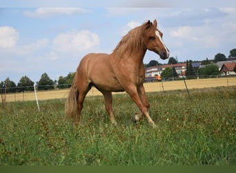 Inne konie gorącokrwiste, Wałach, 8 lat, 162 cm, Bułana