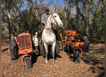 Inne konie gorącokrwiste, Wałach, 8 lat, 163 cm, Siwa jabłkowita