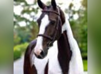Inne konie gorącokrwiste, Wałach, 8 lat, 168 cm, Tobiano wszelkich maści