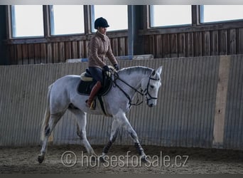 Inne konie gorącokrwiste, Wałach, 9 lat, 166 cm, Siwa