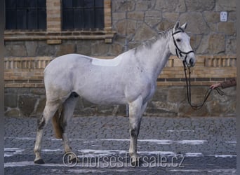 Inne konie gorącokrwiste, Wałach, 9 lat, 166 cm, Siwa